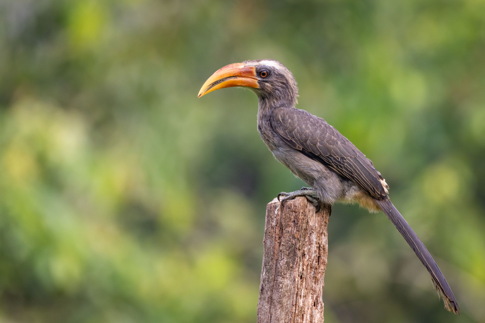 image Malabar Grey Hornbill